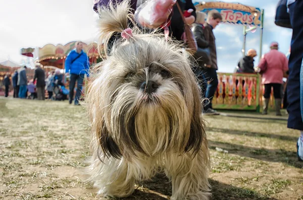 Piccolo cane soffice — Foto Stock