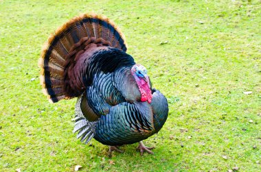 çalımlı wild turkey