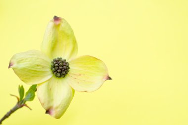 Cornus