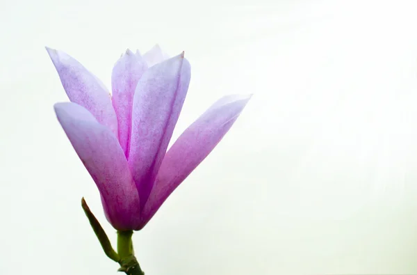 Magnolia Heaven Scent — Stock Photo, Image