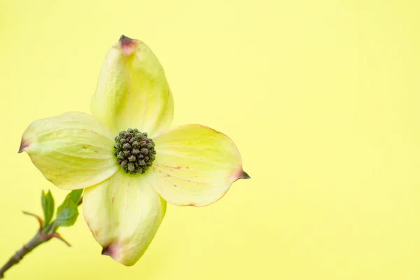 Cornus — Stock Photo, Image