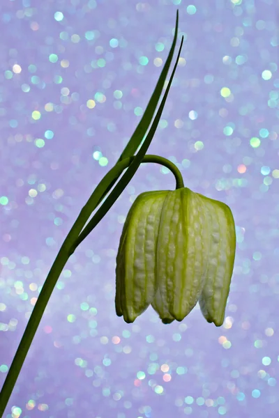 Fritillaria meleagris — Stockfoto