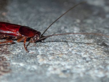 Madagaskar hamamböceği sokakta. Evcil hamamböceği bir böcek..