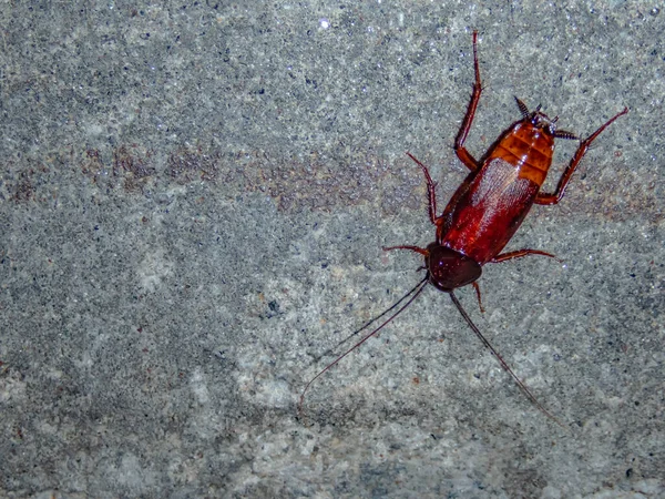 Madagaskarský šváb na ulici. Domácí šváb je hmyzí škůdce.. — Stock fotografie