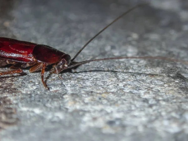 Madagaskarský šváb na ulici. Domácí šváb je hmyzí škůdce.. — Stock fotografie