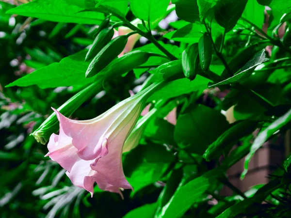 Güzel brugmansia, yeşil yaprakların arasında açan pembe çiçek, stramonyum doping. — Stok fotoğraf