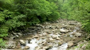 Kayaların taşlarından akan temiz, soğuk su. Kamera ağaçların arasında bir dağ nehrinin üzerinden uçuyor..