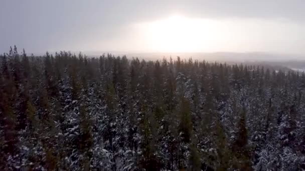 Evergreen çam ormanı, kış ormanlarındaki beyaz karla kaplı tepeleri kaplıyor. — Stok video