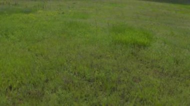 Yeşil alanda rüzgar jeneratörleri. Yenilenebilir enerji kaynağı, toprak bakımı.