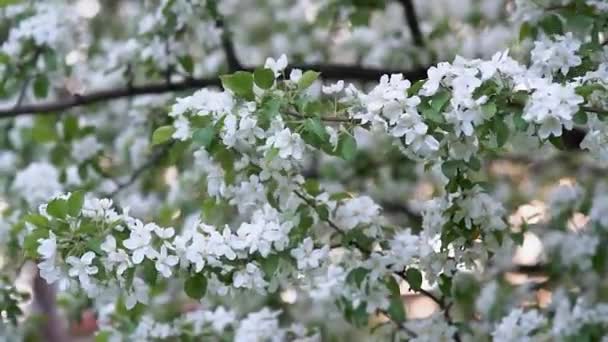 Floração ramo da árvore de maçã contra belo borrão fundo do pomar primavera. Moldura natural. Movimento lento. Vista panorâmica da paisagem. Textura de modelos. Lugar livre para texto. Desenho floral. — Vídeo de Stock