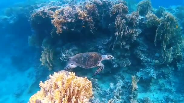 Hawksbill Sea Turtle swim in coral reef of Caribbean Sea, Curacao — Stock Video