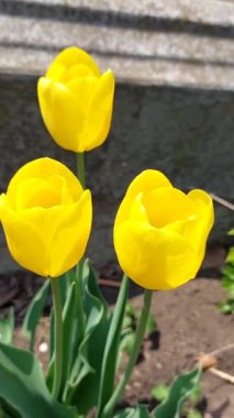 Baharda sarı güzel laleler.