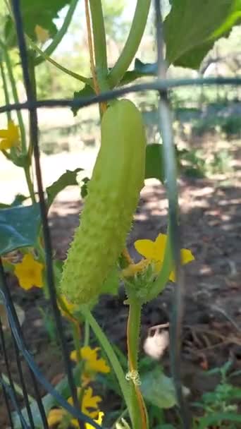 Pepino Branco Cresce Jardim Conceito Nutrição Adequada Agricultura Produtos Hortícolas — Vídeo de Stock