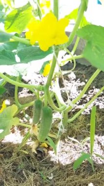 Salatalıklar bahçede yetişir. Düzgün beslenme kavramı. Tarım. Sebzeler. Çeşitlilik Isidora. Beyaz uçlu salatalık. Salatalık çiçekleri.