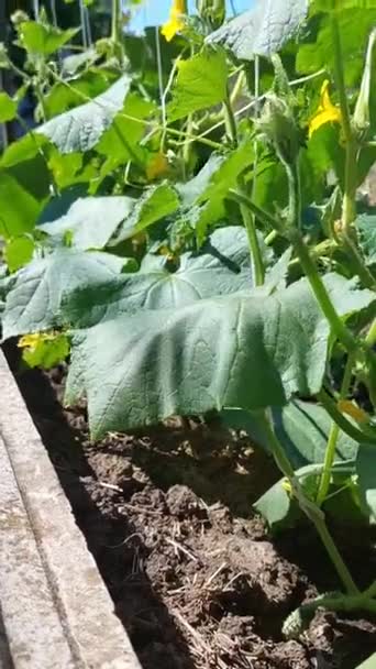 Les Concombres Poussent Dans Jardin Concept Une Bonne Nutrition Agriculture — Video