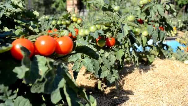 Red Cherry Tomatoes Ripe Vegetables Growing Branch Home Greenhouse — Vídeo de Stock