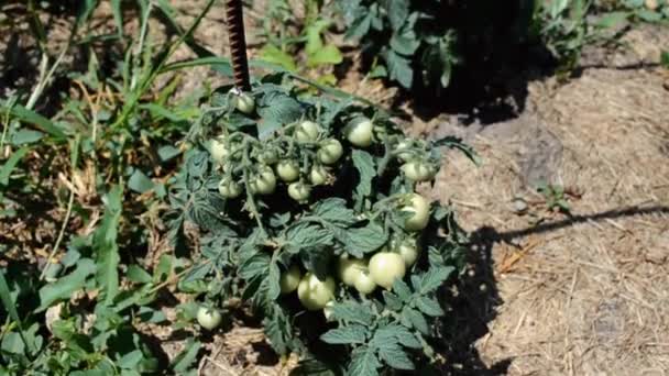 Close Green Unripe Tomatoes Tomato Plant Slidershot Selective Focus — Wideo stockowe