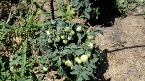 Close Green Unripe Tomatoes Tomato Plant Slidershot Selective Focus — Stockvideo