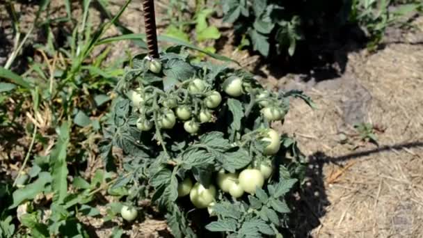 Close Green Unripe Tomatoes Tomato Plant Slidershot Selective Focus — Video Stock