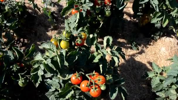 Bush Red Green Tomatoes Garden Organic Farming — Stock Video