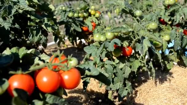 Bush Red Green Tomatoes Garden Organic Farming — Stock videók