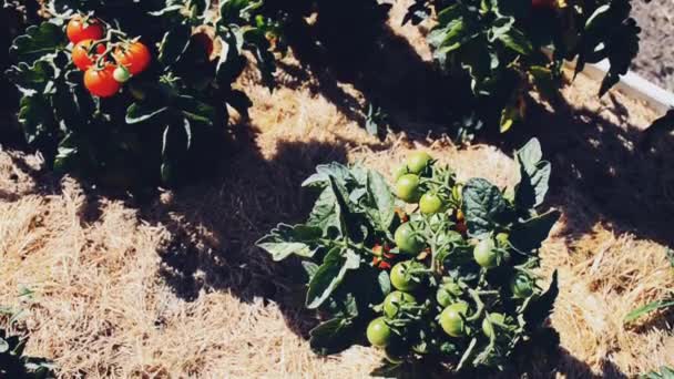 Bush Red Green Tomatoes Garden Organic Farming — Wideo stockowe