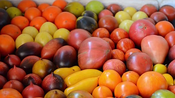 Tomater Olika Sorter Bordet Skörd — Stockvideo