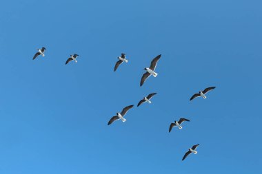 Martılar gökyüzünde uçuyor