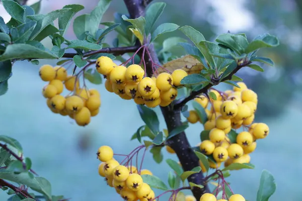 Bright Yellow Berries Branch Leaves Dew Pyracantha Firethorn Plant Autumn — Stock Photo, Image