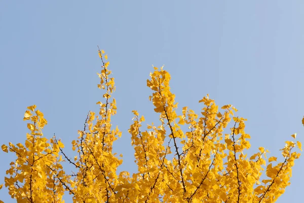 Ginkgo tree branches with yellow leaves — Stock Photo, Image