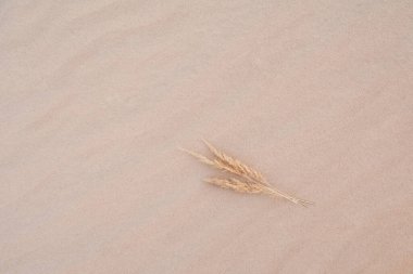 Bej rengi kum desenli arka planda koparılmış üç kuru bozkır. Rüzgarın dalgalı deseni. Üst görünüm