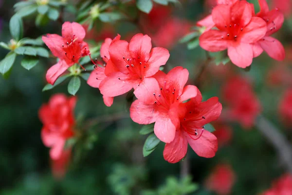 Kwitnący Koralowy Krzak Azalii Szklarni Ogrodu Botanicznego Różowy Rododendron — Zdjęcie stockowe