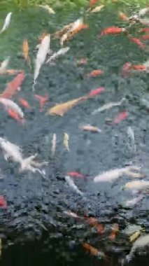 Yeşil gölette bir sürü sazan balığı var. Koi sazan balığı suda yüzüyor. Görüntü dikey, üst görünüm