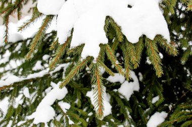 Karla kaplı ladin dalının kış yakın çekimi. Yeşil Noel ağacı dışarıda. Üst görünüm