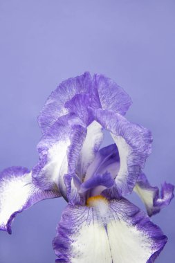 Mor arkaplandaki mor ve beyaz iris çiçeğini kapat. Tek renkli trend rengi, boşluğu kopyala
