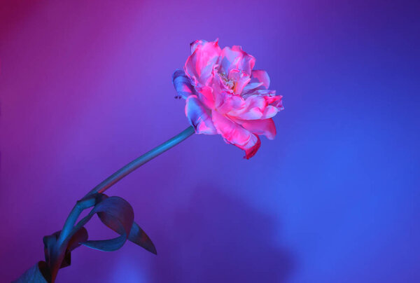 Double pink colored tulip flower in neon light on blue and purple gradient background. Front view, copy space