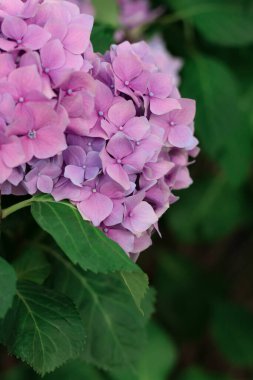 Inflorescences of pink hydrangea flowers on the bush