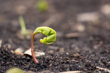 Yerdeki ilk bahar filizlenir.