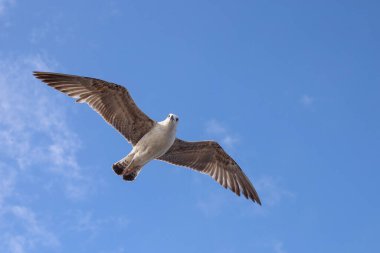 Martı gökyüzünde uçuyor.