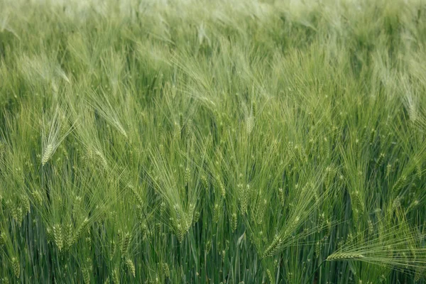 Green wheat field texture — Stock Photo, Image