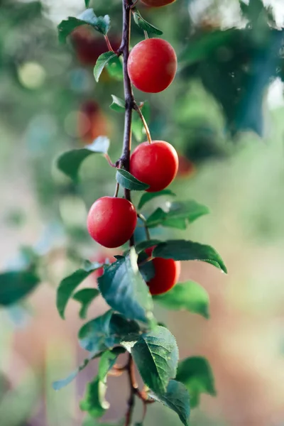 Harvest of red organic plums — Stock Photo, Image