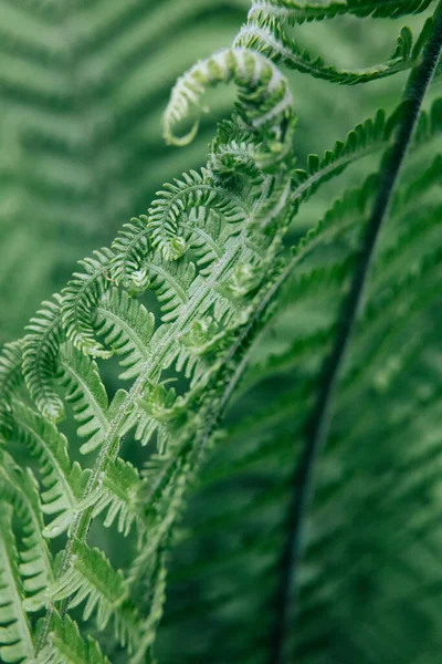 Green Young Fern Leaves Macro Selective Focus — 图库照片
