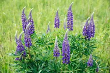 Çiçek açan mor, yazın tarlada mor lupin çiçekleri.