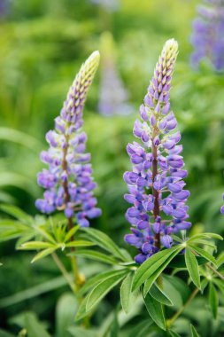 Çiçek açan mor, yazın tarlada mor lupin çiçekleri.