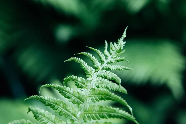 Green Young Fern Leaves Macro Selective Focus Natural Background — 图库照片