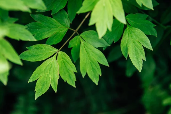 The leaves of the tree peony bush in the garden. Green summer foliage, natural background