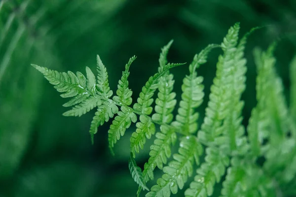 Green Young Fern Leaves Macro Selective Focus Natural Background — 图库照片