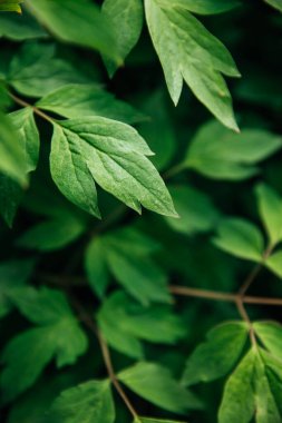 The leaves of the tree peony bush in the garden. Green summer foliage, natural background