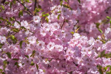 Çiçek açan pembe sakura çiçekleri. Güzel çiçekli bahar arkaplan resmi.