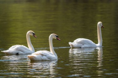 Gölde yüzen zarif beyaz kuğular, vahşi doğada yüzen kuğular. Dilsiz kuğu, Latince adı Cygnus olor.